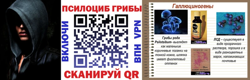 Псилоцибиновые грибы Psilocybe Беломорск